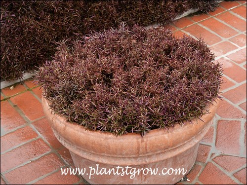 Pruned to maintain a low plant.